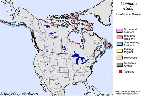 Common Eider - Species Range Map