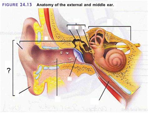 The Ear Hearing Equilibrium Ear Anatomy Lester Flashcards Quizlet