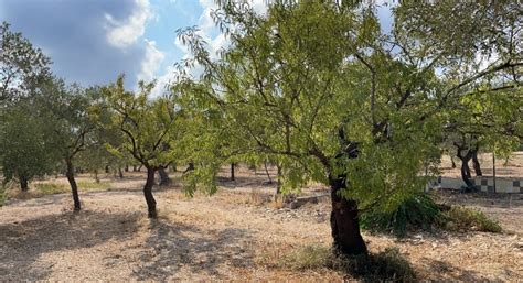 Mandorle 2021 La Raccolta In Puglia Volge Al Termine FruitJournal