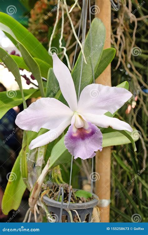 Bouquet of White Flowers Orchids Stock Image - Image of bloom ...