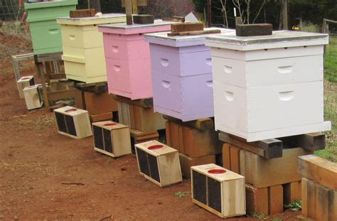 paint bee hives in pastels - Carolina Honeybees