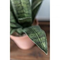 Plante Artificielle Sanseveria En Pot X X Cm Lot De