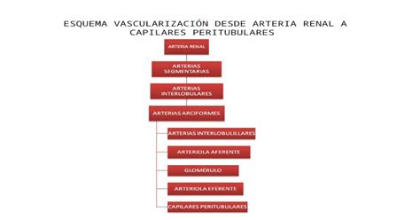Esquema Vascularización Desde Arteria Renal Hasta Capilares