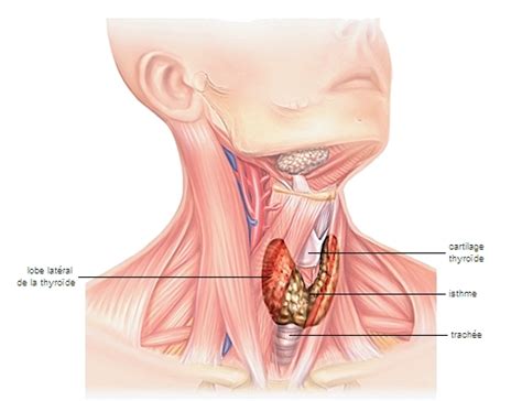 anatomie et physiologie de la glande thyroïde pdf