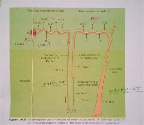 Figure 19 5 Reabsorption And Sccretion Of Major Substances At Different P