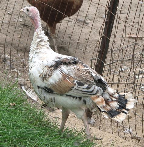 A Turkey Standing In Front Of A Wire Fence With Another Chicken Behind