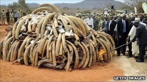 Kenya Burns Ivory In Fight Against Poachers Bbc News