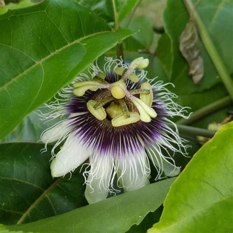 Passiflora Edulis Fruit De La Passion Passion Fruit