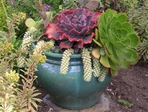 25 Gorgeous Full Sun Container Plants Ideas To Make Up Your Garden Decorathing Full Sun