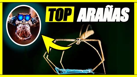 Top 10 AraÑas MÁs Raras Del Mundo🕷️ Youtube