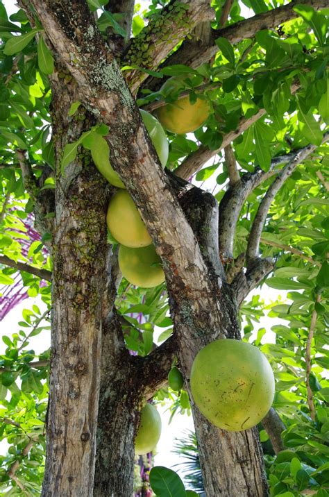 Trees and Plants: Calabash Tree