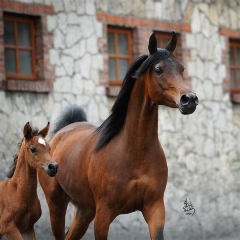 «Arabian Times›› |арабские лошади| | Horses, Beautiful horses, Arabian ...