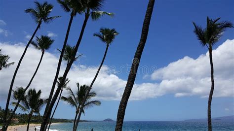 Palmeras En La Playa Hawaiana Foto De Archivo Imagen De Parque Hojas