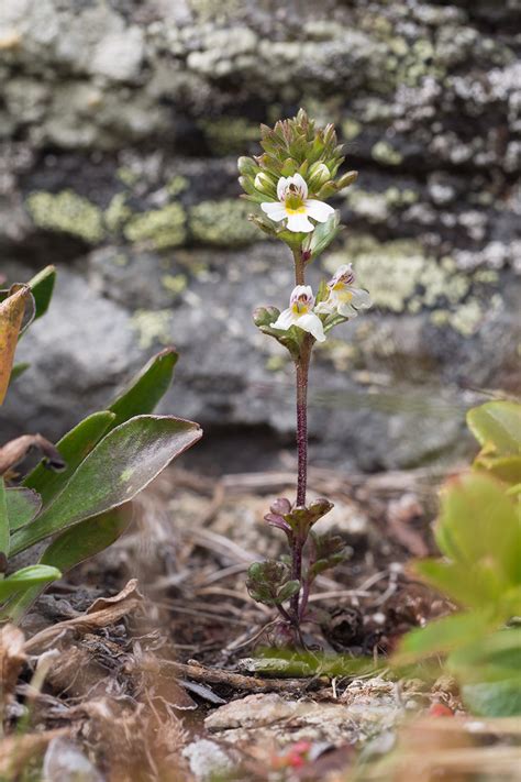 Euphrasia ossica - Изображение особи - Плантариум