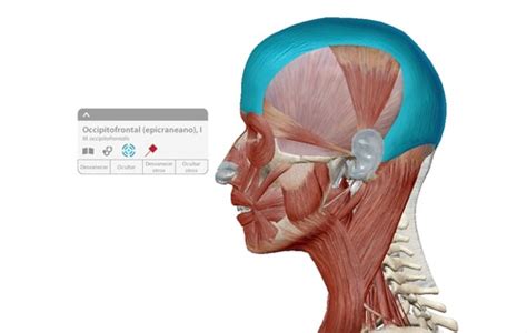 Músculos de cabeza y cuello Flashcards Quizlet