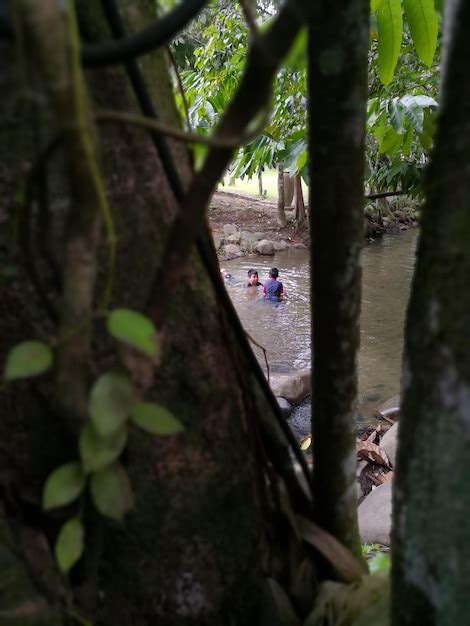 Niños nadando en el río en el bosque Foto Premium