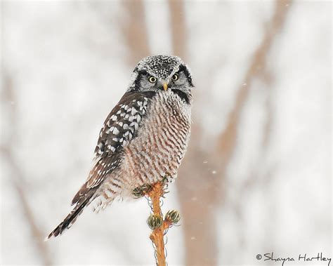 Northern Hawk Owl Audubon Field Guide