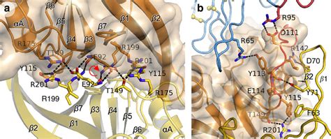 Dimerization interface of xZNRF3ecto. (a) View along the twofold axis ... 