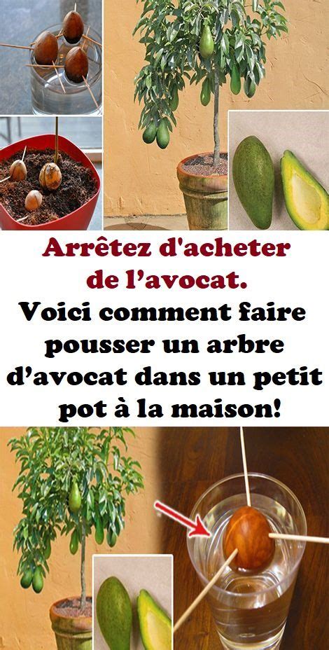 Comment Faire Pousser Un Avocatier Dans Un Petit Pot La Maison