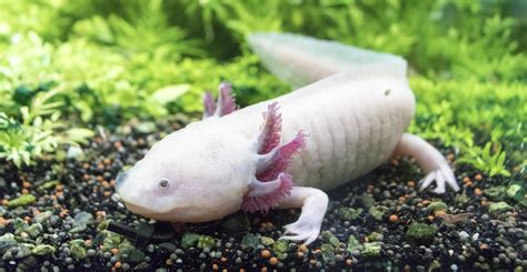 Ambystoma Mexicanum Axolotl