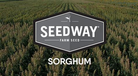 SSA 256 BMR DS Dry Stalk Hybrid Sorghum Sudan Seedway