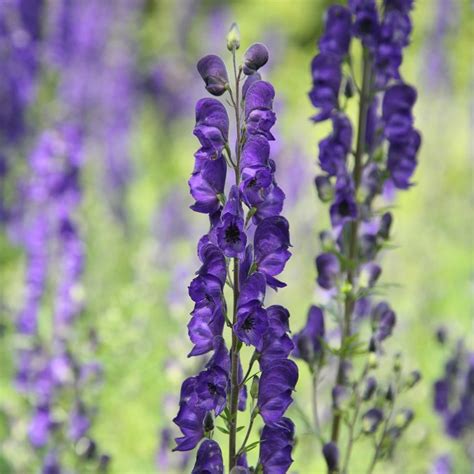 Buy monkshood Aconitum napellus