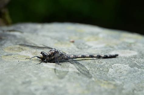 Free Images Rock Fly Gray Fauna Invertebrate Close Up Dragonfly