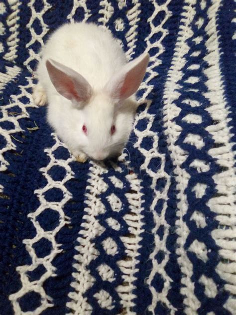 The Collins Place Farm added a... - The Collins Place Farm