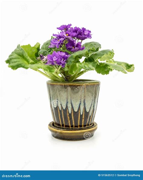 African Violet Isolated On White Background Stock Photo Image Of