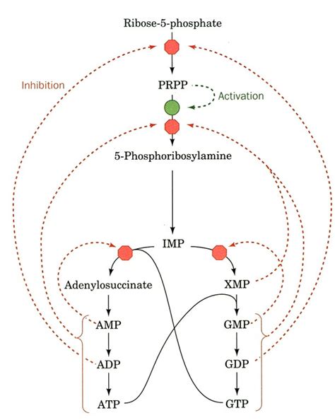 De Novo Nucleotide Synthesis - Biochemistry - Medbullets Step 1