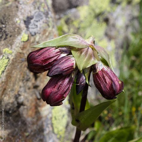 Alpine Flower Gentiana Purpurea Purple Gentian Gentian Root Has