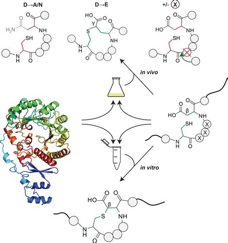 Reconstitution And Substrate Specificity Of The Thioether Forming