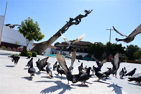 Precauciones por el retorno de las palomas a la plaza Alfonso López