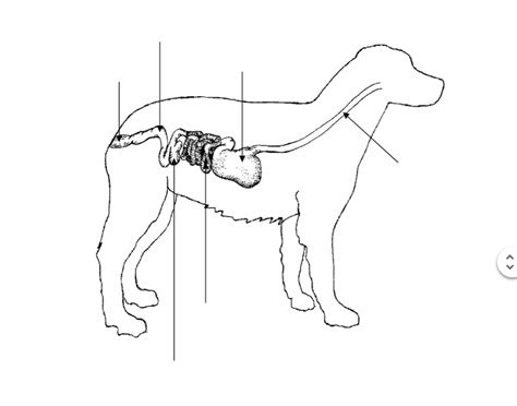 digestive system review: dog Quiz