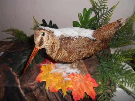 Houtsnip Taxidermie Volledige Montage La B Casse Des Bois Scolopax