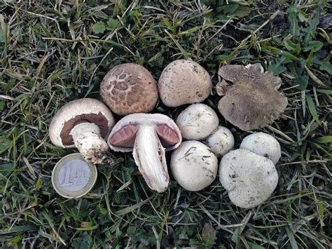 Agaricus Porphyrocephalus The Ultimate Mushroom Guide