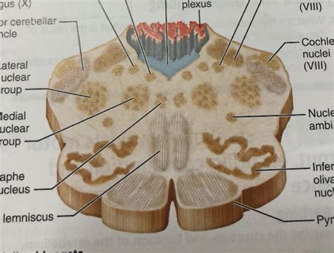 Open Medulla Cross Section The Brain Stem I Bds Ii