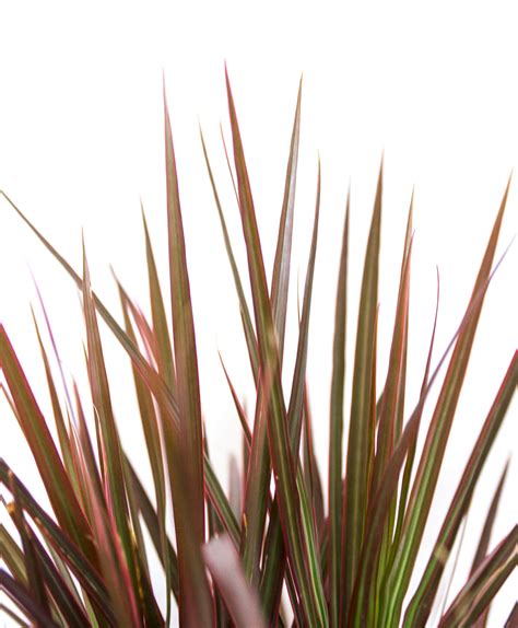 Dracaena 101 How To Care For Dracaenas Bloomscape