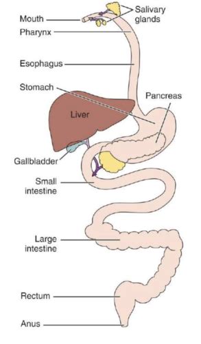 Chapter Digestive System Flashcards Quizlet