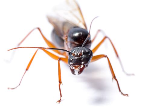 Camponotus Herculeanus Hercules Carpenter Ants Care Sheet