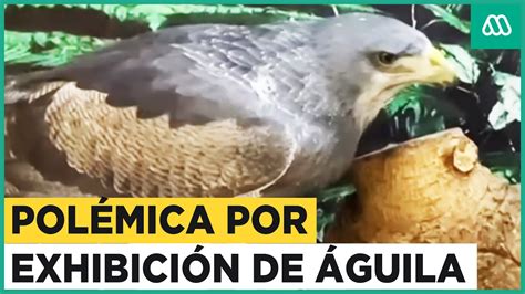 Polémica exhibición de águila en San Bernardo YouTube