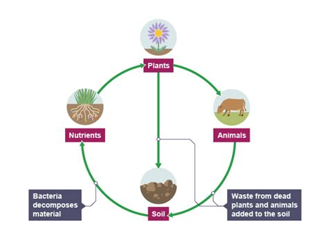 Simple Ecosystem Diagram