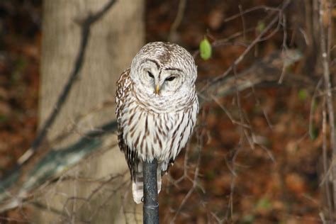 Barred Owl in Peterborough – Our Changing Seasons