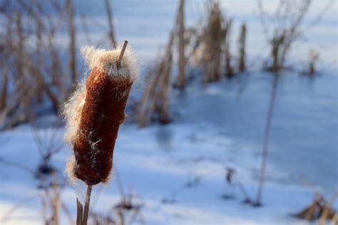 Free Images Landscape Water Nature Outdoor Snow Cold Winter