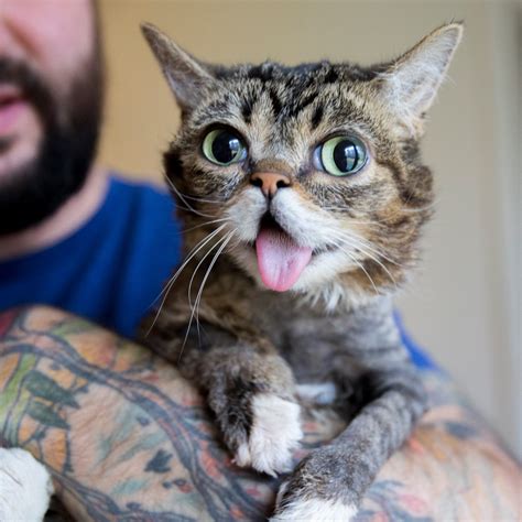 Lil BUB Visits Brooklyn This Week on Science & Magic Record Tour