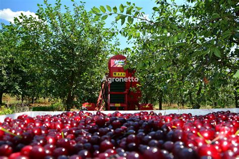 Weremczuk Maja Cherry Harvester Combine Harvesters For Sale Grain