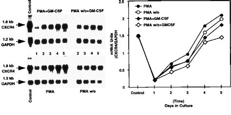 Effect Of Gm Csf On Regulation Of Cxcr Transcription During