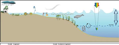 Conceptual Diagram Of Coastal Habitat In The Gbrwha Section Of The Download Scientific Diagram