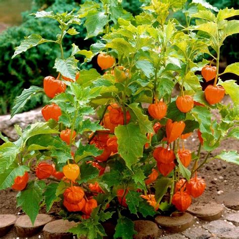 Semi Di Physalis Franchetii Gigantea Lanterna Cinese