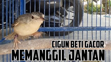 Pancingan Ciblek Gunung Betina Buat Cigun Jantan Agar Cepat Emosi Nyaut